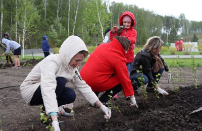 «Сад Памяти» в Маслянинском районе