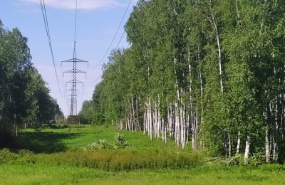 Незаконные вырубки в охранных зонах ЛЭП периодически приводят к отключению электроснабжения в населенных пунктах