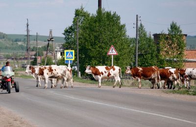 Штраф за животных на улицах поселка