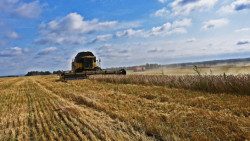 В Новосибирской области достаточно собственных запасов зерна и муки, а отпускные цены на них стабильны
