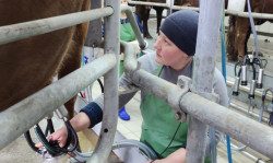 Новосибирская область достигла полной самообеспеченности молоком