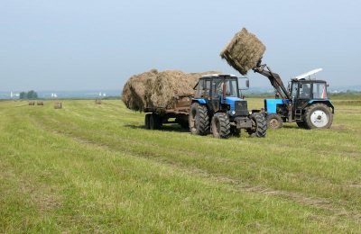 Более миллиона тонн сенажа заготовят аграрии Новосибирской области при поддержке государства