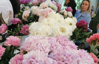 Красота, которая спасает. Цветовод Маслянинского района представила 30 сортов пионов, а на ее садовом участке цветет 500 георгинов