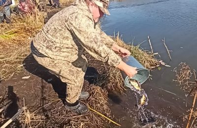 На реке Амбарка в селе Пеньково зарыбление продолжается