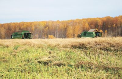 В Маслянинском районе собран урожай