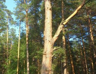 324-летняя сосна из Бердска может стать деревом России