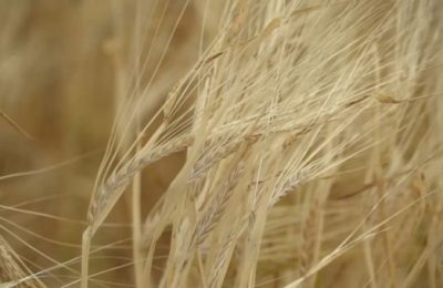 Дополнительные средства получат производители зерновых культур в Новосибирской области