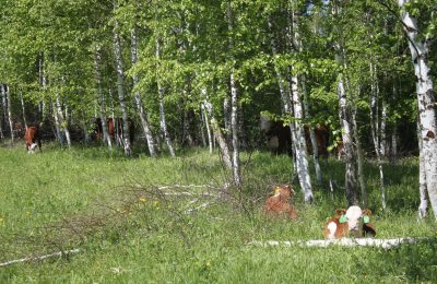 Сельскохозяйственных животных в области ждет обязательная маркировка