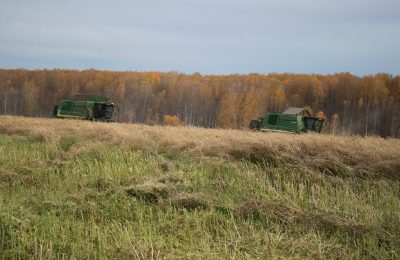 Для помощи аграриям с 10 сентября вводится режим чрезвычайной ситуации на территории Новосибирской области