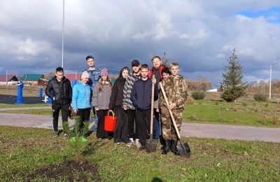 В Молодежном парке теперь есть сосны