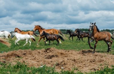 В этой школе каждый ход – конём!