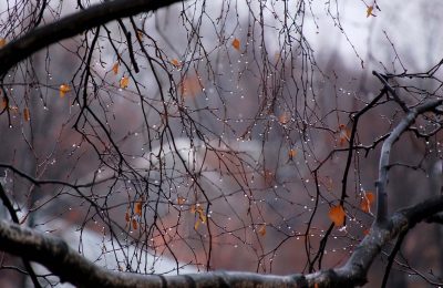 Погода на ноябрьских праздниках будет с плюсом