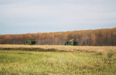 До 500 тысяч рублей могут получить молодые специалисты, пришедшие на работу в сельскохозяйственные предприятия Новосибирcкой области