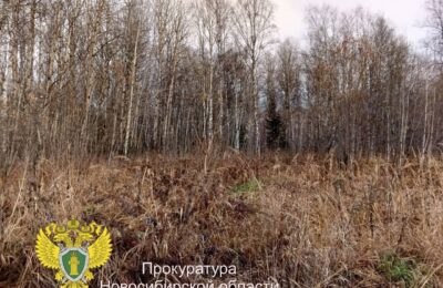 В Новосибирской области женщина предстанет перед судом за незаконную рубку деревьев