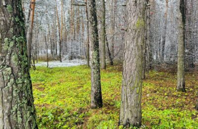 Срочно побелить яблони от морозных ожогов призвали новосибирцев 