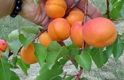 Груши на рябине? Вы шутите…