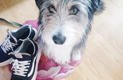 Домашних животных предлагают маркировать