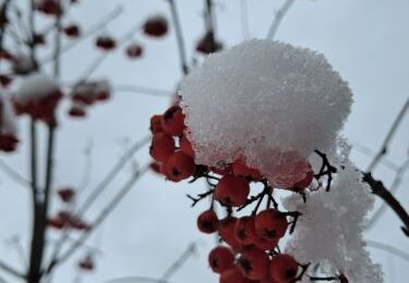 Синоптики рассказали, когда растает первый снег