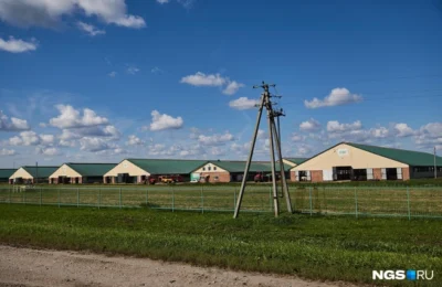 Стало известно, когда запустят сырный завод «ЭкоНивы» в Маслянино — его открытие переносили