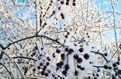 Сильные морозы и метели до -22°C ожидаются в Новосибирской области в выходные