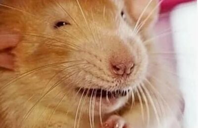 На тропу войны с мышами