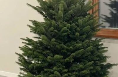 Где купить елку?